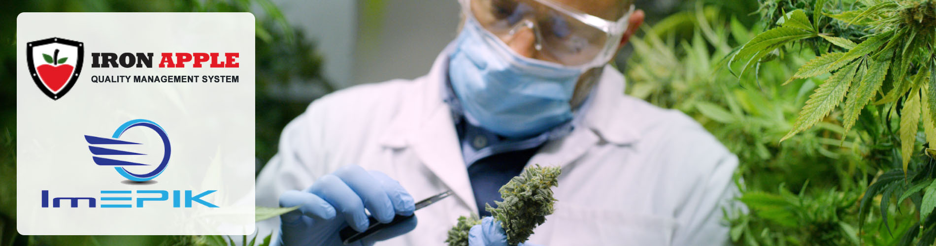 Iron Apple QMS for Cannabis Production ImEpik Food Safety Training